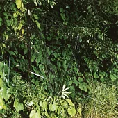 Battles / EP C / B EP (2LP)