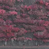 沉睡獻祭樂團 / 淨土不潔