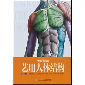 藝用人體結構