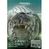 面對狂暴動物：河馬與鱷魚 DVD