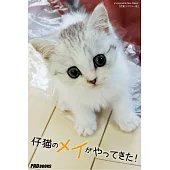 仔猫のメイがやってきた!(愛蔵リマスター版) (電子書)