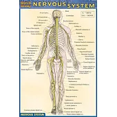 Nervous System Quick Reference Guide