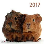 Guinea Pigs A&I 2017 Calendar
