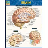Brain