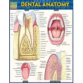 Dental Anatomy