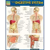 Anatomy of the Digestive System