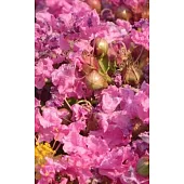 Notebook: dwarf crepe myrtle tree pink flowers