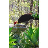 Notebook: Australian Brush Turkey drinking bird bath