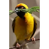 Notebook: Bird Yellow Botswana Feathers