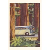 Vintage Journal Bus in Redwoods
