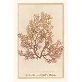 Vintage Journal California Sea Moss