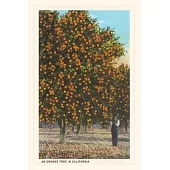 Vintage Journal Orange Grove
