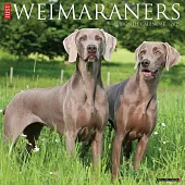 Just Weimaraners 2025 12 X 12 Wall Calendar