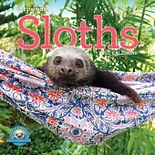Original Sloths Wall Calendar 2026: The Ultimate Experts at Slowing Down