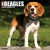 Beagles 2026 Wall Calendar