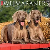 Weimaraners 2026 Wall Calendar