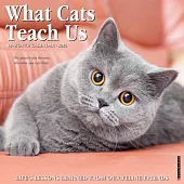What Cats Teach Us 2026 Wall Calendar