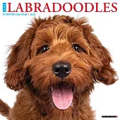 Labradoodles 2026 Wall Calendar