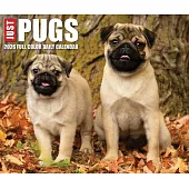 Just Pugs 2026 Box Calendar
