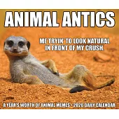 Animal Antics 2026 Box Calendar