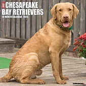 Chesapeake Bay Retrievers 2026 12 X 12 Wall Calendar