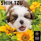 西施犬2025年掛曆