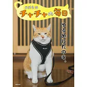 元野良猫チャチャの毎日