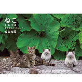岩合光昭貓咪2026年桌上型週曆