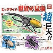 【日本正版授權】全套6款 大尺寸 昆蟲世界 扭蛋/轉蛋 昆蟲模型/甲蟲模型 萬代 405917