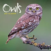 『CAROUSEL』2021 英國進口月曆（ 貓頭鷹 Owls ）