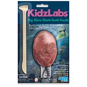 【4M】鯊魚蛋 Shark tooth Fossils