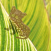 麥麥動物園-石虎紙雕書籤3入組 棕色