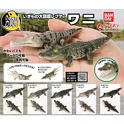 【日本正版授權】全套5款 生物大圖鑑 鱷魚 扭蛋/轉蛋 尼羅鱷/恆河鱷 動物模型 776588