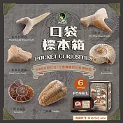 【賽先生科學工廠】口袋標本箱-化石系列(六款隨機出貨)