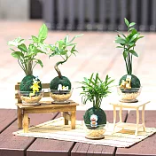 【迎光】萌寵卡通綠苔球-二入組合