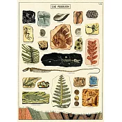 美國 Cavallini & Co. wrap 包裝紙/海報 化石考古