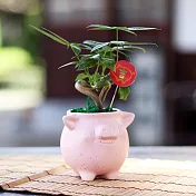 【迎光】豬事大吉陶瓷植栽