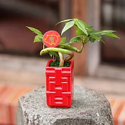 【迎光】喜事臨門發財樹