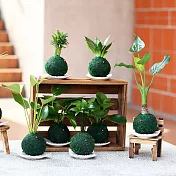 【迎光】開運綠苔玉四入組合