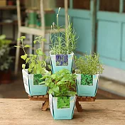 【迎光】香草物語小植栽-四入組合