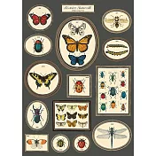 美國 Cavallini & Co. wrap 包裝紙/海報 昆蟲標本