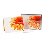 盒卡-燦爛10入【Hallmark-卡片 無限感謝/多用途】