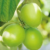 春節物販【燕巢虹園】福果蜜棗禮盒(11~12顆/盒)