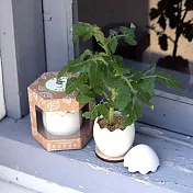 【迎光】Yummy!鮮採蛋植栽-白