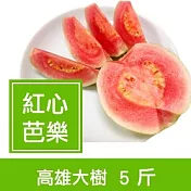 一籃子★高雄大樹【紅心芭樂5斤】
