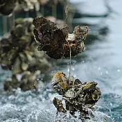 永豐餘生技Green&Safe-外傘頂洲放養牡蠣