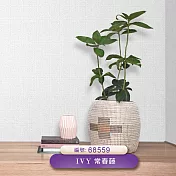 台製 IVY常春藤 環保無毒 防燃耐熱 53X1000cm 壁紙1卷(3色選） 68559