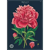 美國 Cavallini & Co. wrap 包裝紙/海報  芍藥花