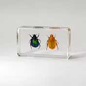 【賽先生科學工廠】日式木盒昆蟲標本 - 二只金龜