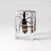 【賽先生科學工廠】日式木盒昆蟲標本 - 大斑蕪菁